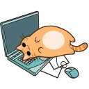 cat-nap.webp