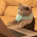 typingcat.webp